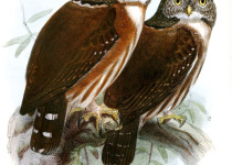 Central American Pygmy Owl