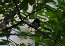 Cerulean Warbler