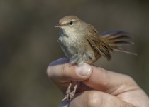 Cetti's Warbler