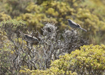 Ceylon Rufous Babbler