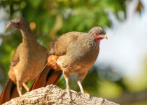 Chaco Chachalaca