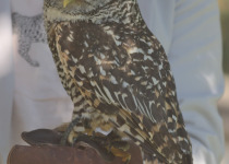 Chaco owl