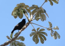 Chalk-browed Mockingbird