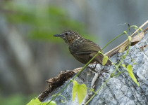 Chalk-loving Baby's-breath