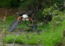 Changeable Hawk-Eagle