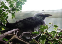 Channel-billed Cuckoo