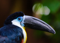 Channel-billed Toucan