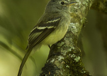 Chapada Flycatcher