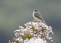 Chapada Flycatcher