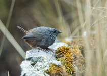 Chapada Tapaculo