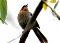 Chapin's Apalis