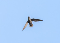 Chapman's swift