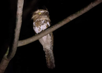 Chasen's frogmouth