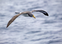 Chatham albatross