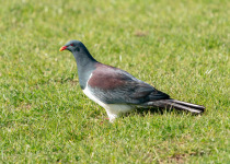 Chatham Island pigeon