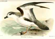 Chatham Island Taiko