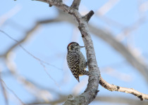 Checkered Woodpecker