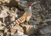 Cheer Pheasant