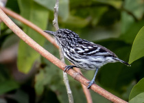 Cherrie's antwren