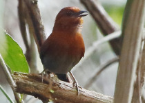 Cherrie's spinetail
