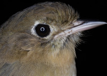 Chestnut Antpitta
