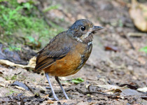Chestnut Antpitta