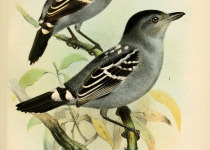 Chestnut-backed Antshrike