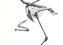 Chestnut-backed Bush-Warbler