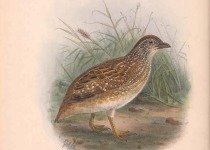 Chestnut-backed Buttonquail