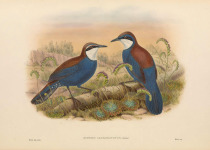 Chestnut-backed Jewel-babbler