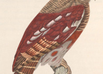 Chestnut-backed Owlet