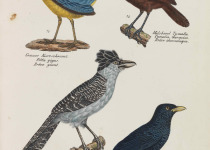 Chestnut-backed Scimitar Babbler