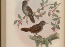 Chestnut-backed Scimitar Babbler