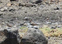 Chestnut-backed Sparrow-Lark
