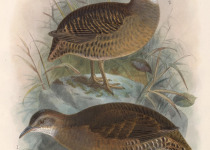 Chestnut-backed Spinetail