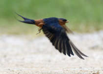 Chestnut-backed swallow