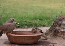 Chestnut-backed Thrush
