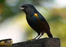 Chestnut-bellied Euphonia