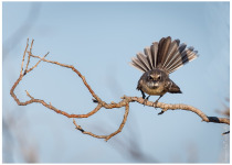 Chestnut-bellied Fantail