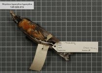 Chestnut-bellied Fantail