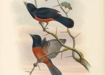 Chestnut-bellied Monarch