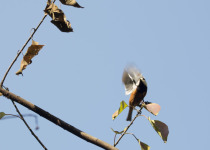 Chestnut-bellied Partridge