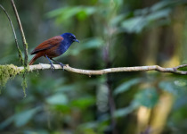 Chestnut-bellied Rock Thrush