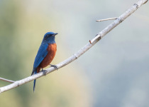 Chestnut-bellied Rock Thrush
