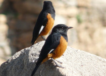 Chestnut-bellied Rock Thrush