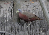 Chestnut-bellied Sandgrouse