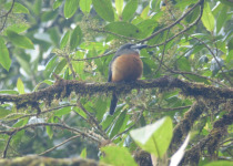 Chestnut-bellied Sandgrouse
