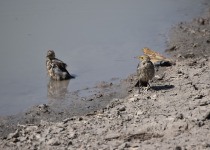 Chestnut-bellied Sandgrouse