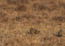 Chestnut-bellied Sandgrouse