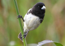 Chestnut-bellied Seedeater